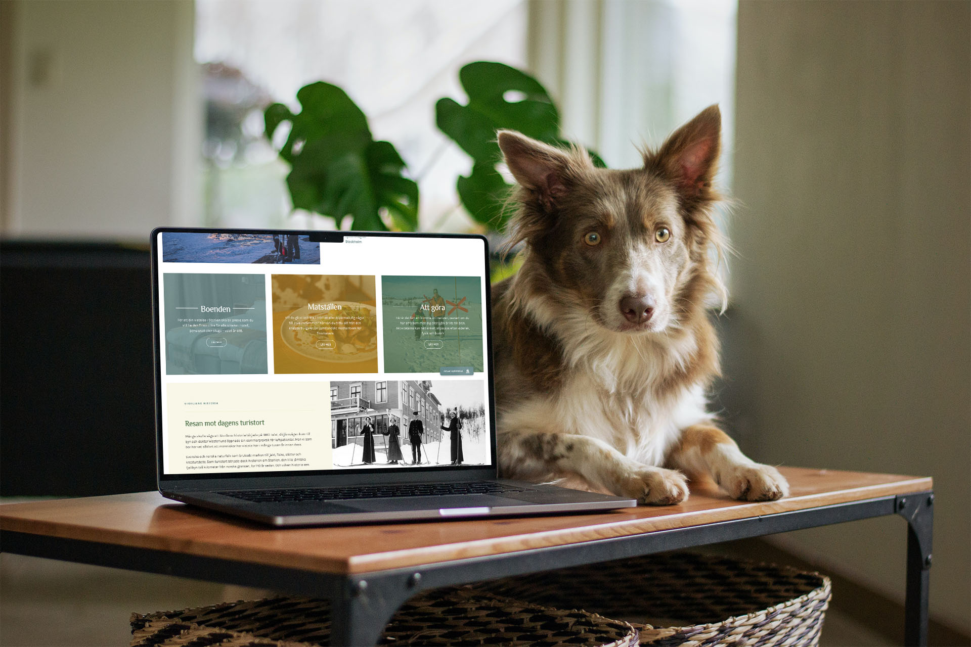 En hund som ligger bredvid en öppen bärbar dator med Storliens hemsida öppen.